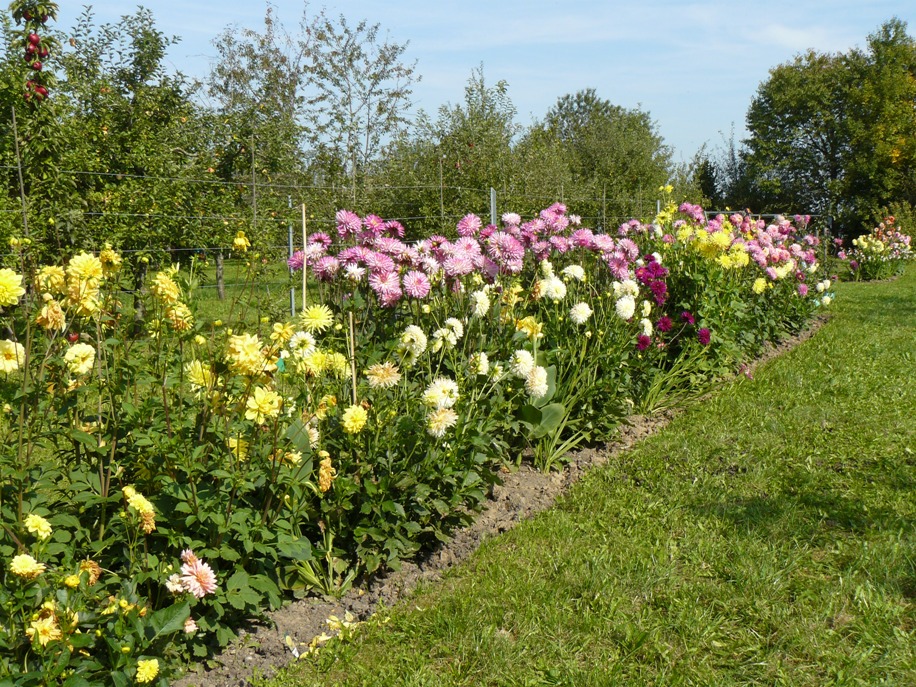 Dahlienpflanzung