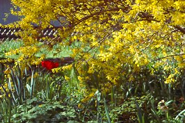 Garten von Frau Enger aus Gernlinden