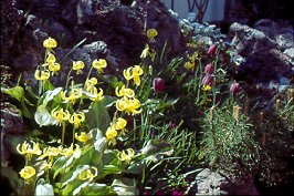 Garten der Fam. Muff aus Kottgeisering