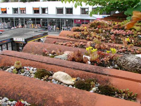 Dachgarten von Renate Schmidbauer, Fürstenfeldbruck