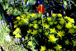 Garten von Ilse Wurm aus Luttenwang 